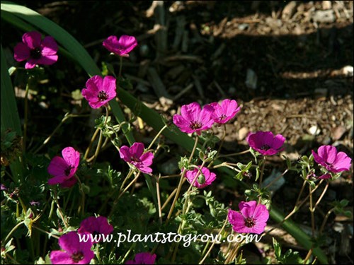 magenta flowers with a dark center( June 4)